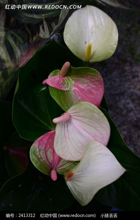 һ��ʢ����һ����˳ͼƬ