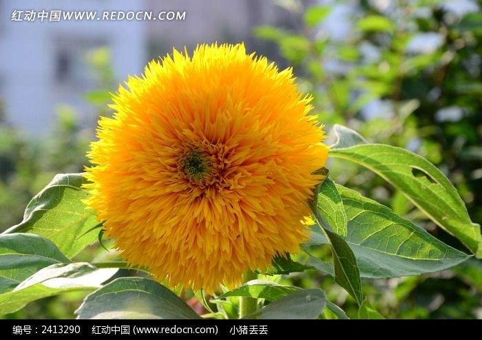 ��ɫ�����پ�ͼƬ