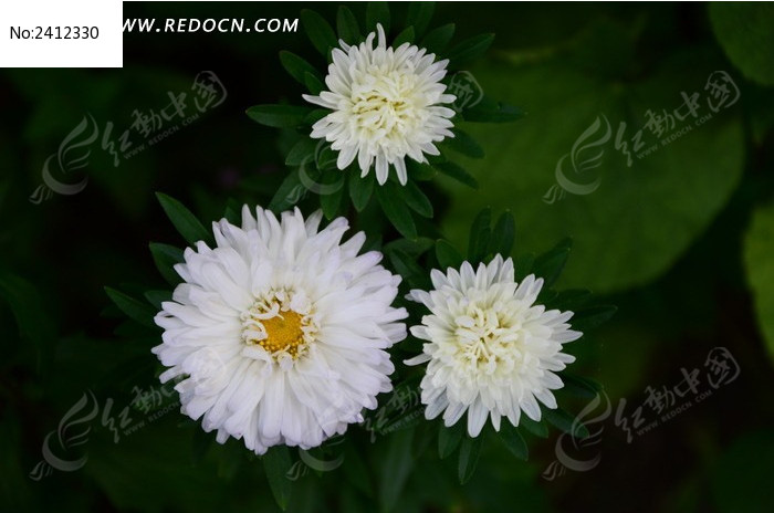 �������ŵĴ��ͼƬ