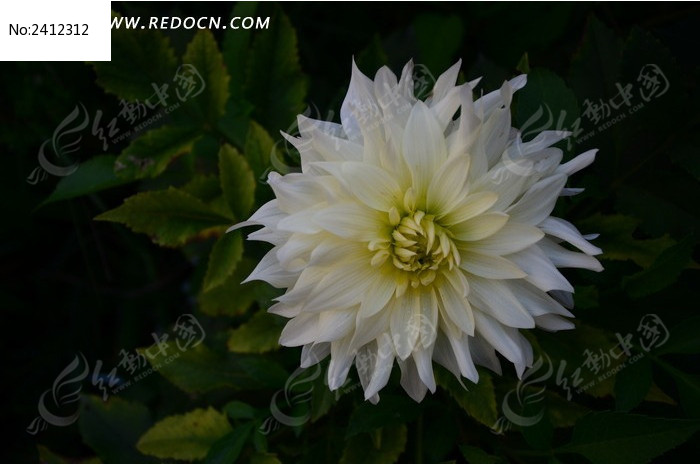 �����覵Ĵ�����ͼƬ