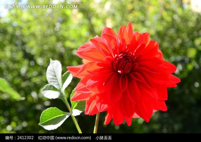 �ʺ��ƻ�ĺ�ɫ������ͼƬ