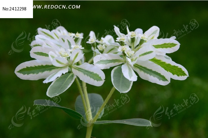 ���޵����ߴ�ͼƬ