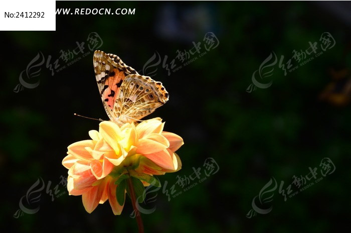 �������ϵĺ���ͼƬ