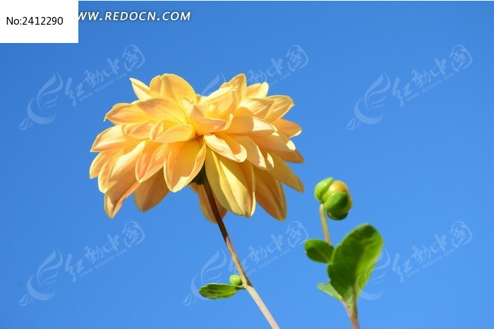 ��ȶ��˵Ļ�ɫ������ͼƬ