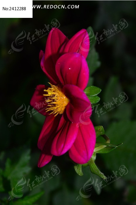 ���ʽ��۵ĺ�ɫ������ͼƬ