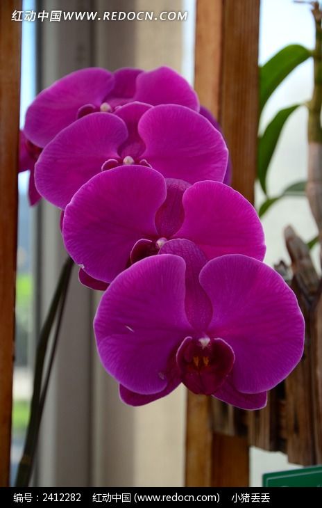 ���޵ķ�ɫ������ͼƬ