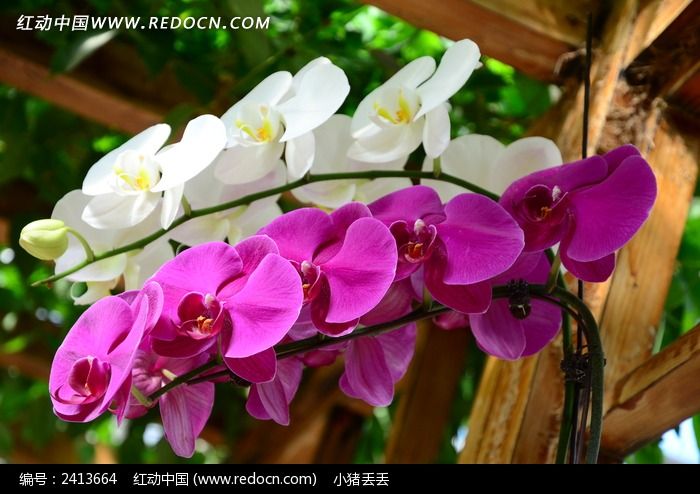 ����������ͼƬ