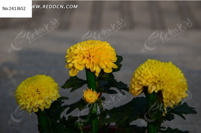 ���涷�޵ľջ�ͼƬ