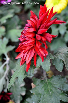 �ʺ�ɫ�ľջ�