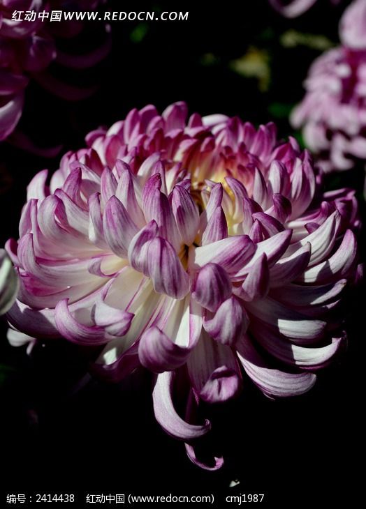 ���������ľջ�ͼƬ