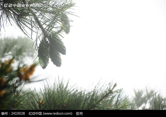 ���е�����ͼƬ