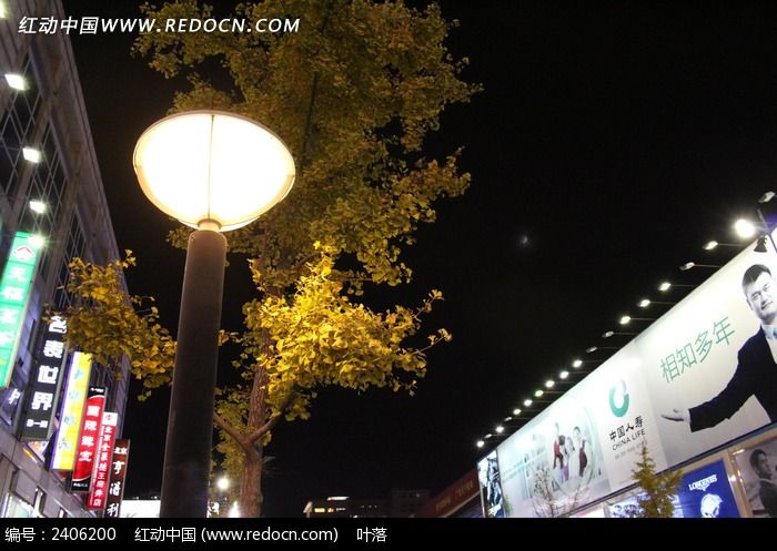 夜晚银杏树旁的路灯图片