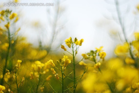 ��дС����