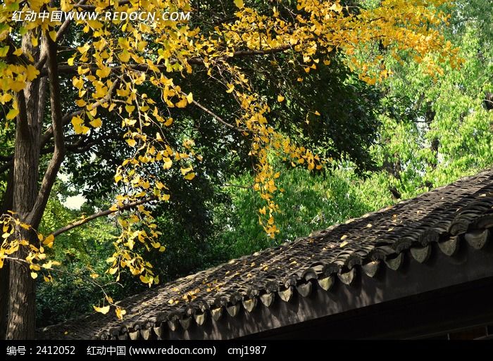 ���ܺ�����ҶͼƬ