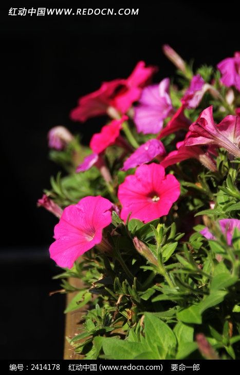 ��԰������Ȼ�ͼƬ