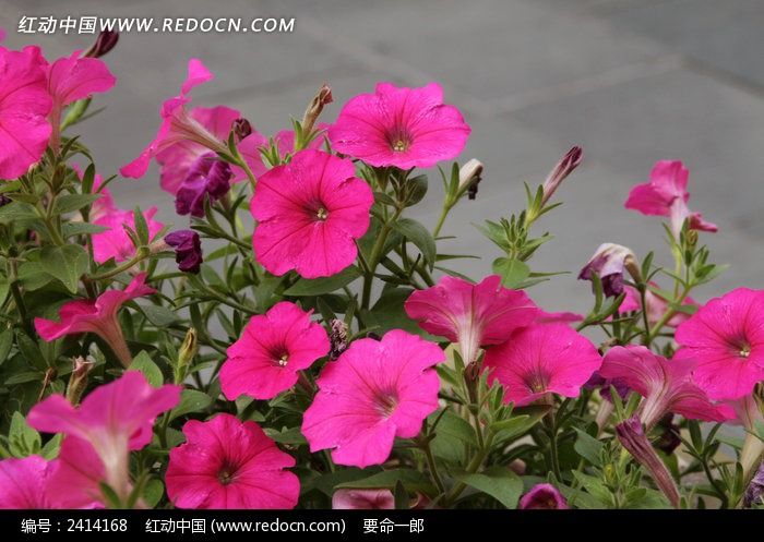 ��԰������Ȼ�ͼƬ