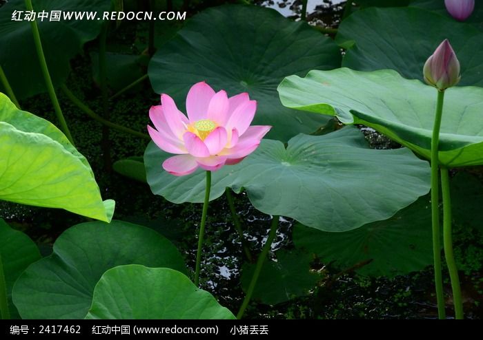  ��ȶ��˵ĺɻ�ͼƬ