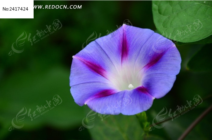 ���޵���ɫǣţ��ͼƬ