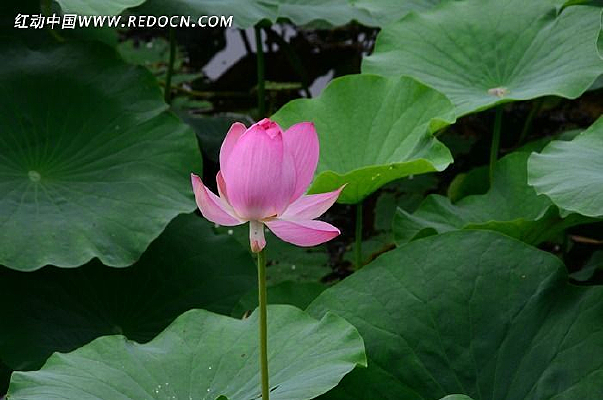 ��ɫ����