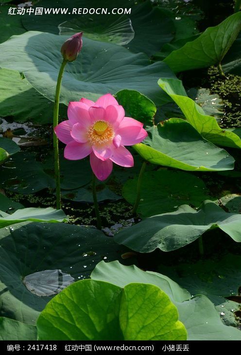 �����ĺɻ�ͼƬ