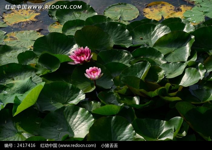 �������˯��ͼƬ