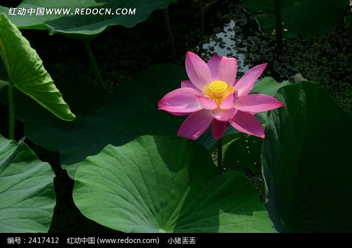 �����ķ�ɫ�ɻ�ͼƬ