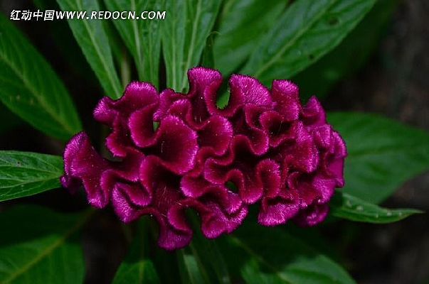 ��������ɫ