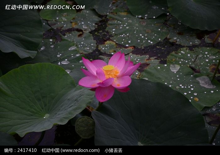 ���˿����ĺɻ�ͼƬ