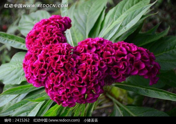 �����ޱȵļ��ڻ�ͼƬ