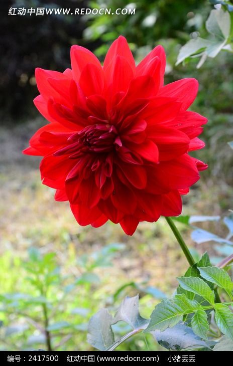 �ʺ��ƻ�Ĵ�����ͼƬ