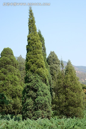 ï������Ҷ