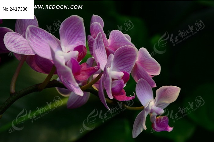 ��ȶ��˵ĺ�����ͼƬ