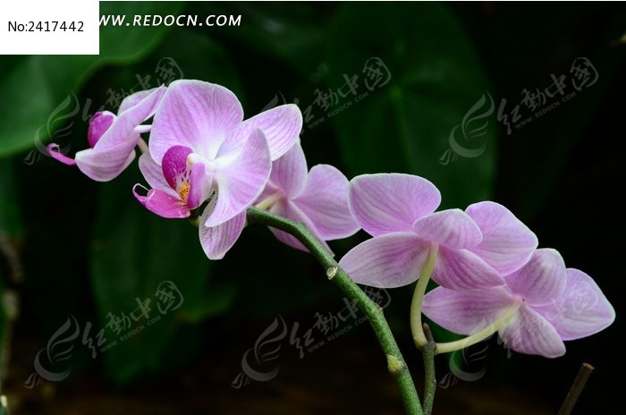 һ�������ĺ�����ͼƬ