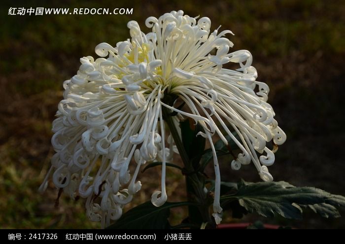 ��ɫ�񻨾�ͼƬ