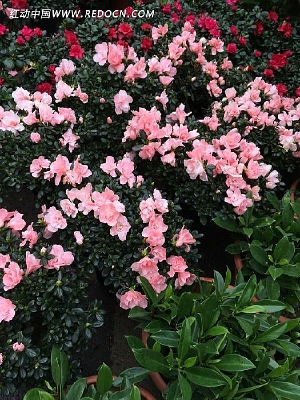 ��ɫ��Ұõ��