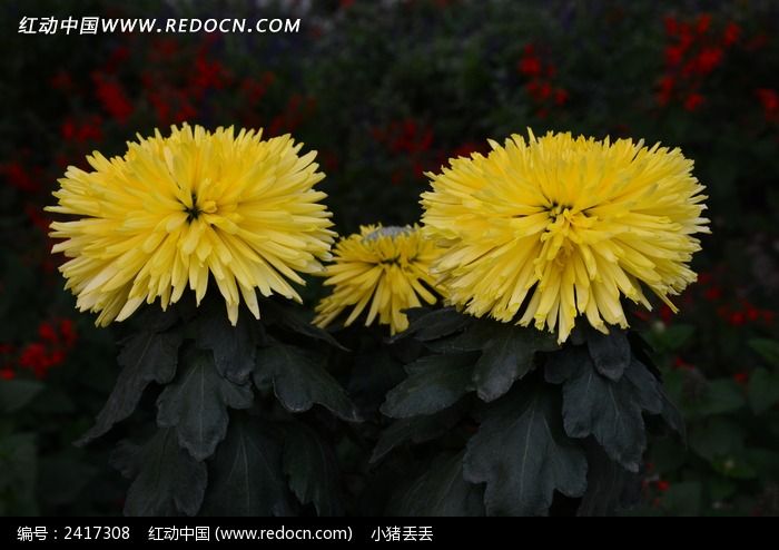 �������˵Ļ�ɫ�ջ�ͼƬ