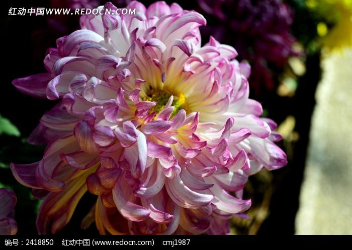 �׷�ɫ�ջ�ͼƬ