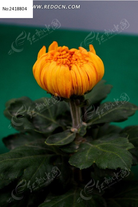 �������ŵ������ջ�ͼƬ