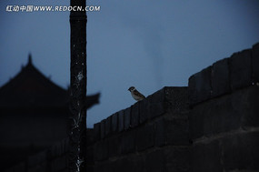 �����ų�ǽ�ϵ�С��