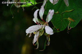 ��ɫ���Ͼ���