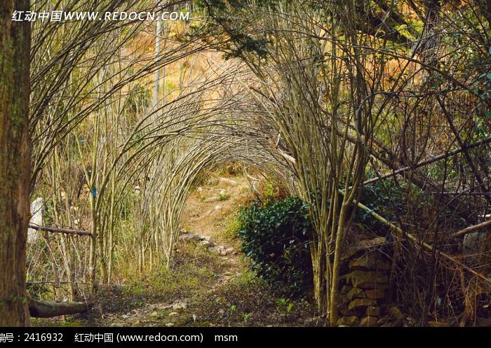 ����֦����ͼƬ