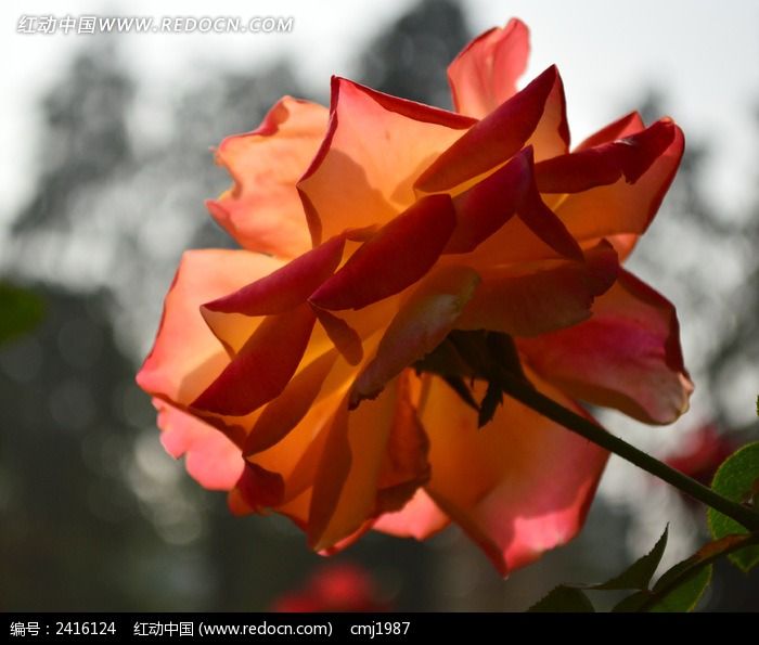 ͨ͸���¼���ͼƬ