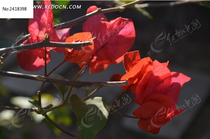 ���޵ĺ�ɫ����÷ͼƬ