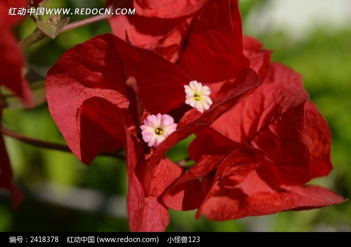 �����������÷ͼƬ