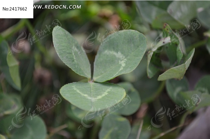 ���������Ҷ��ͼƬ