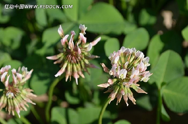 ��Ҷ�ݻ���