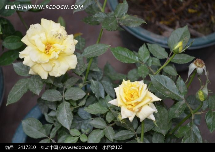 ʢ���Ļ�ɫ�¼���ͼƬ