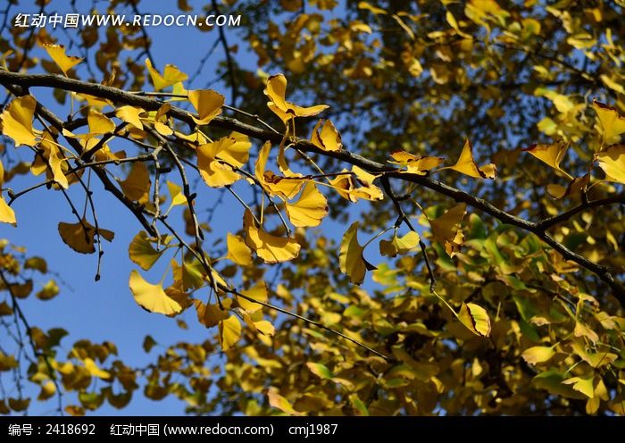 ���ɫ��������ͼƬ