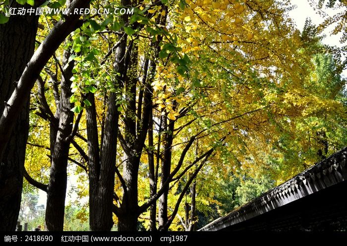 ���ܺ�������ͼƬ