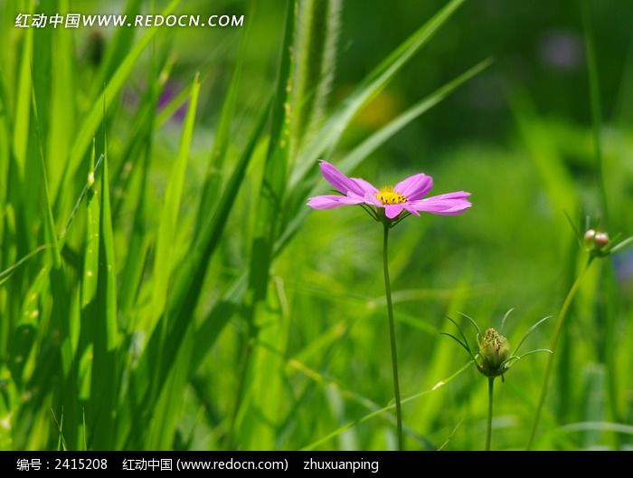 �����ĸ�ɣ��ͼƬ